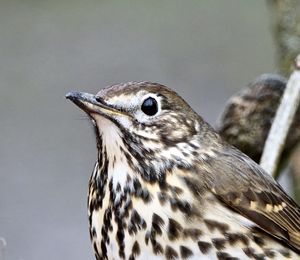 Close-up of bird