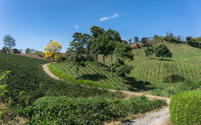 Scenic view of agricultural field against sky