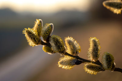 Close-up of frozen plant