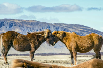 Icelandic ponies in love