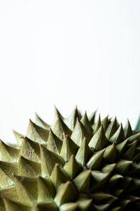 Close-up of succulent plant against white background