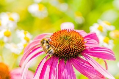 Close-up of bee pollinating on pink flower