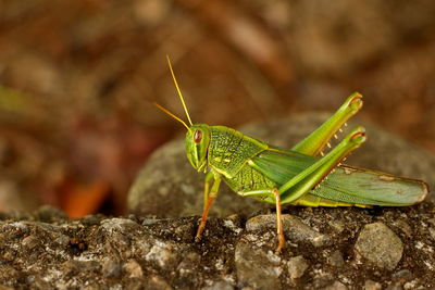 Close-up of grasshopper on leaf