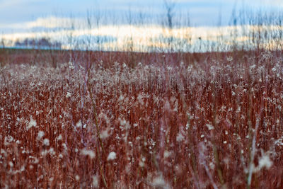 Field of plants with red stems and fluffy white flowers. beautiful evening countryside landscape