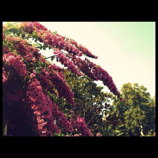 transfer print, auto post production filter, tree, growth, clear sky, low angle view, beauty in nature, nature, flower, plant, branch, no people, outdoors, copy space, day, sunlight, frame, tranquility, pink color, vignette