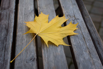 Close-up of yellow maple leaves on wood