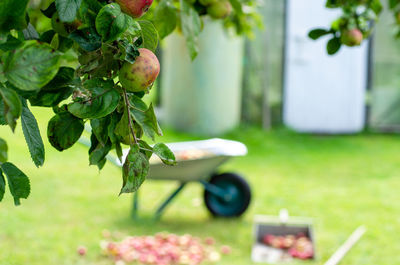 Apple fruit growing in farm