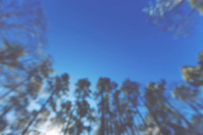 Low angle view of trees against blue sky