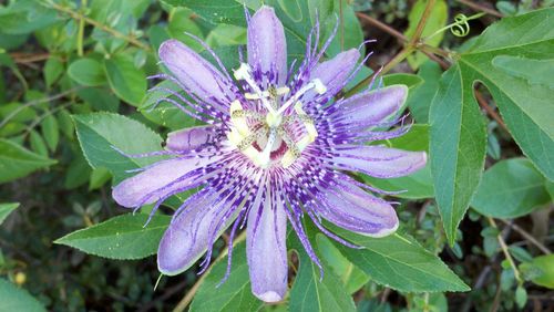 Close-up of purple flowers blooming outdoors