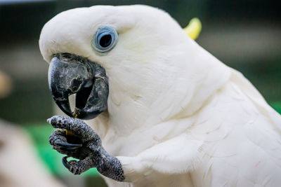 Close-up of bird