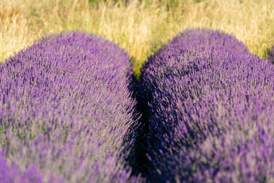 Close-up of purple crocus flowers on field