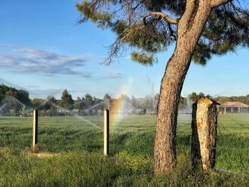 Trees on field against sky