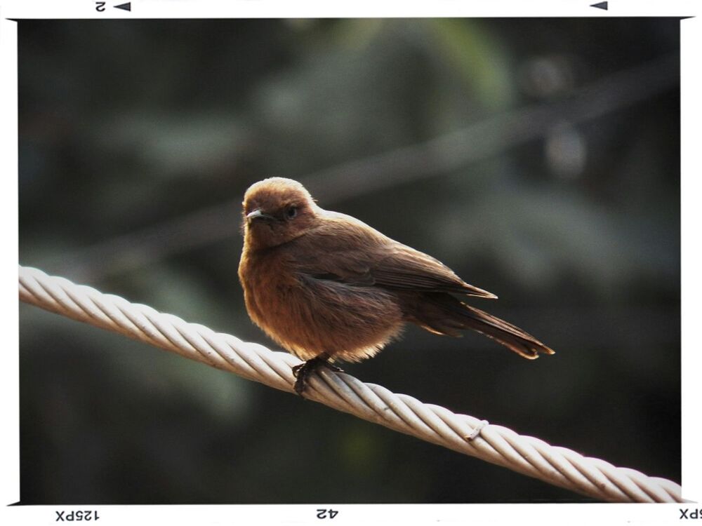 animal themes, bird, animals in the wild, wildlife, one animal, perching, transfer print, focus on foreground, full length, auto post production filter, low angle view, close-up, branch, railing, sparrow, outdoors, day, nature, wood - material, beak