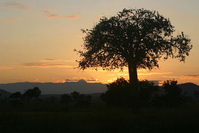 Silhouette of trees at sunset