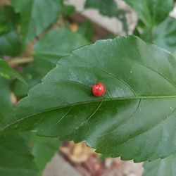 High angle view of ladybug on leaf