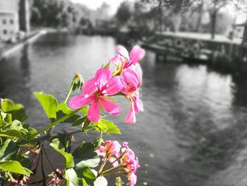 Close-up of pink flowers