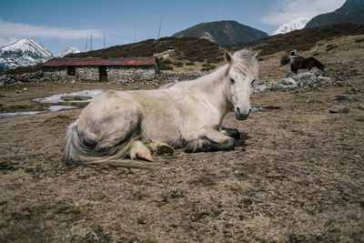 Horses in the field