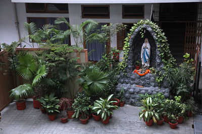 Potted plants against wall