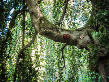 Low angle view of tree trunk