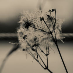 Close-up of wilted plant against sky