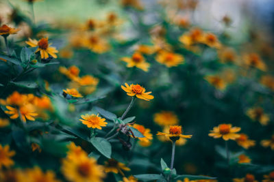 Close-up of yellow flowering plants on field