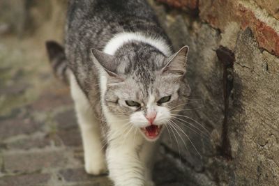 Close-up portrait of cat