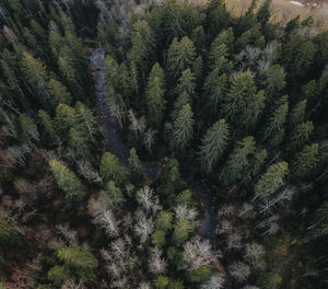 Pine trees in forest