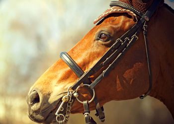 Close-up of horse