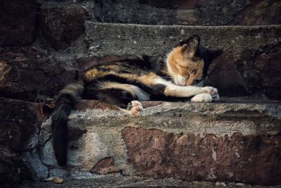 Cat sleeping on wall