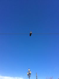 Low angle view of bird flying against clear blue sky