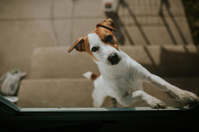 Portrait of dog sitting