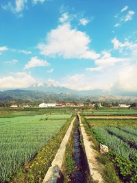 Scenic view of agricultural field against sky