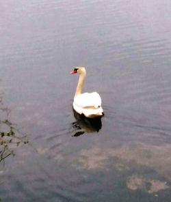 Swan swimming in lake