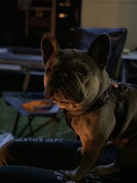 Thoughtful french bulldog