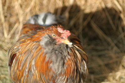 Close-up of bird perching outdoors