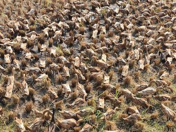 High angle view of sheep on field