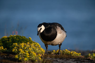 Close-up of bird perching on a plant