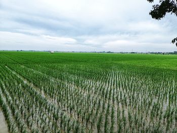 Scenic view of agricultural field against sky