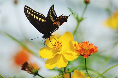 Close-up of butterfly on yellow flower