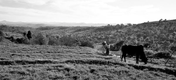 Panoramic view of person by cow grazing on field