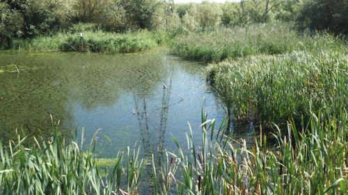 Close-up of reed growing in pond