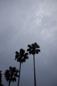 palm tree