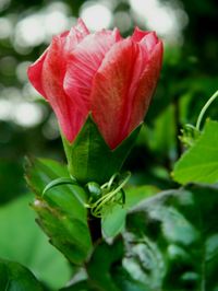 Close-up of red flower