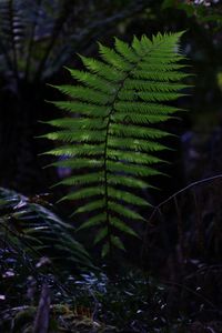 Close-up of fern