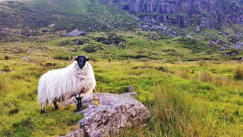 Sheep standing on rock by landscape