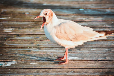 Close-up of bird on wood