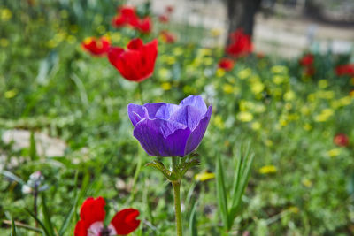 Close-up of purple flowering plants on field