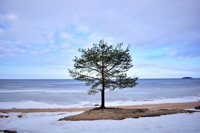 Tree on beach against sky