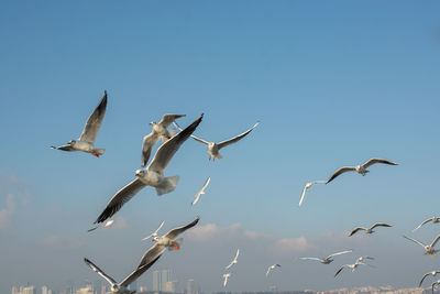 Low angle view of seagulls flying