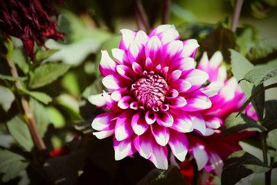 Close-up of pink flowering plant